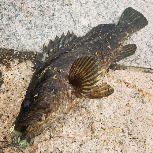 タケノコメバルの釣果