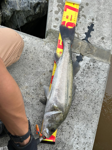 シーバスの釣果