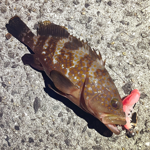 アコウの釣果