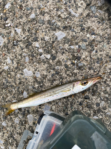 アカカマスの釣果