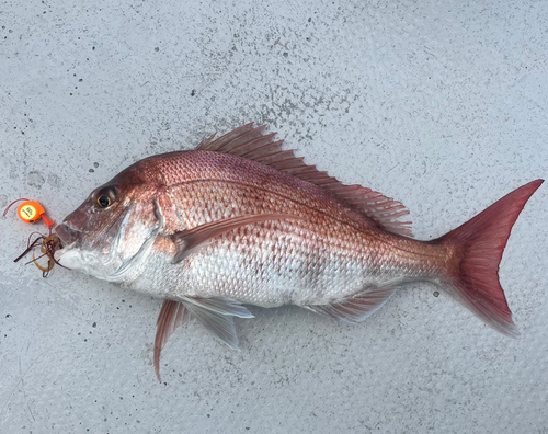 マダイの釣果