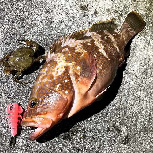 アコウの釣果