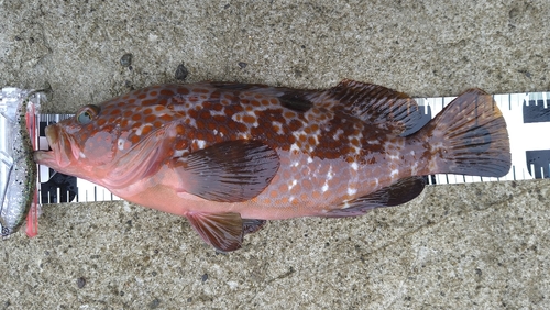 キジハタの釣果