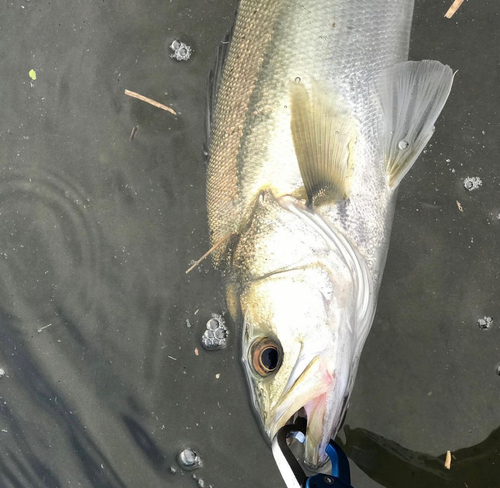 スズキの釣果