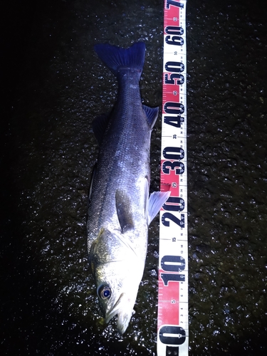 フッコ（マルスズキ）の釣果