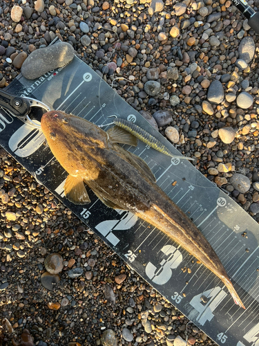 マゴチの釣果