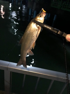 ウグイの釣果