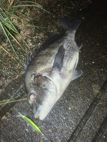 チヌの釣果