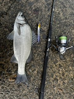 ヒラスズキの釣果