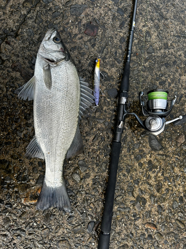 ヒラスズキの釣果