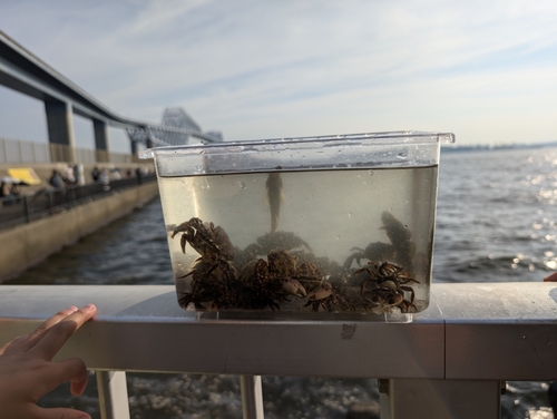 カニの釣果