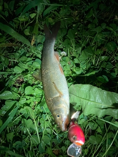 ウグイの釣果