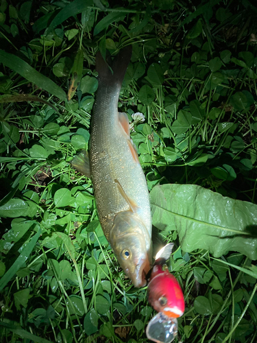 ウグイの釣果