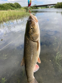 ウグイの釣果