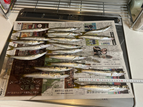 カマスの釣果