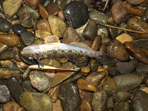 ハゼの釣果