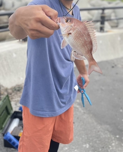 マダイの釣果