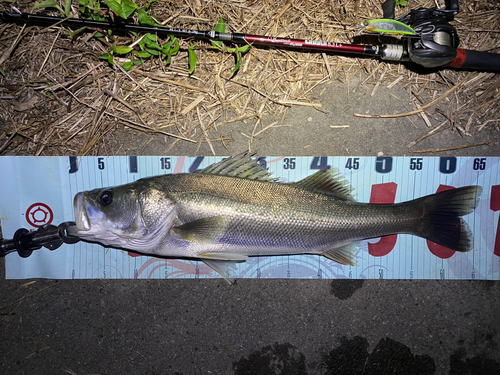 シーバスの釣果