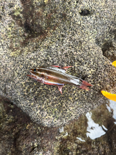 ミナミフトスジイシモチの釣果