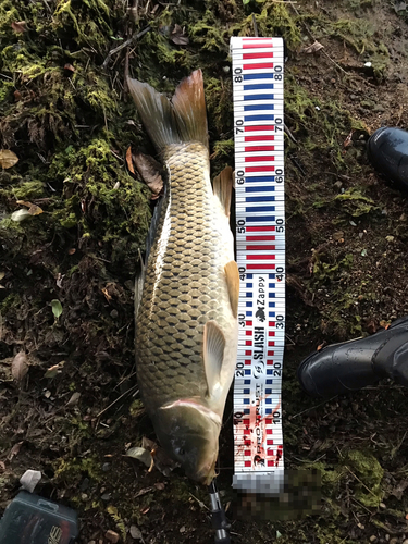 コイの釣果