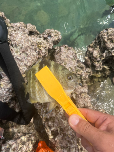 シマスズメダイの釣果