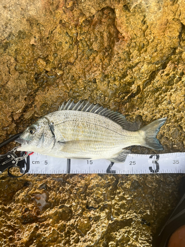 ミナミクロダイの釣果