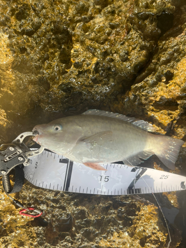 スジブダイの釣果