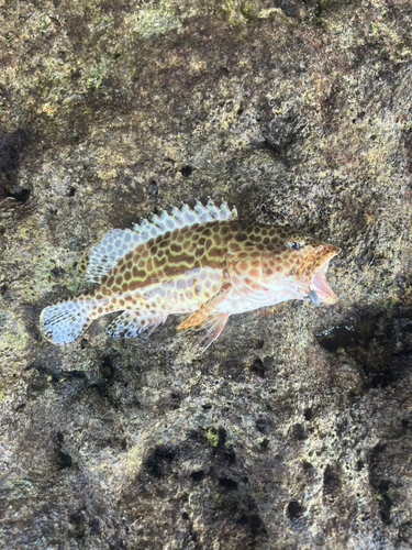 カンモンハタの釣果