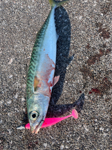 サバの釣果