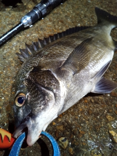 チヌの釣果