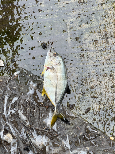 メッキの釣果