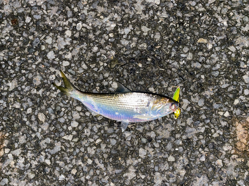 コノシロの釣果