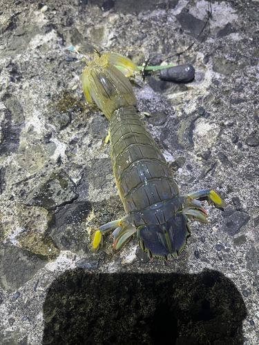 シャコの釣果