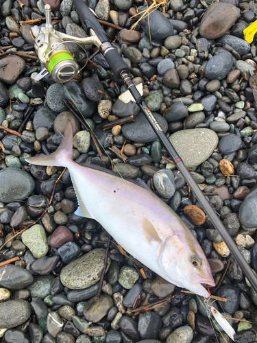 ショゴの釣果