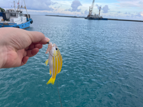 ヨスジフエダイの釣果