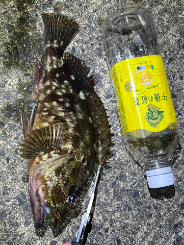 アラカブの釣果