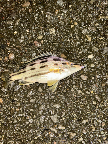 シマイサキの釣果