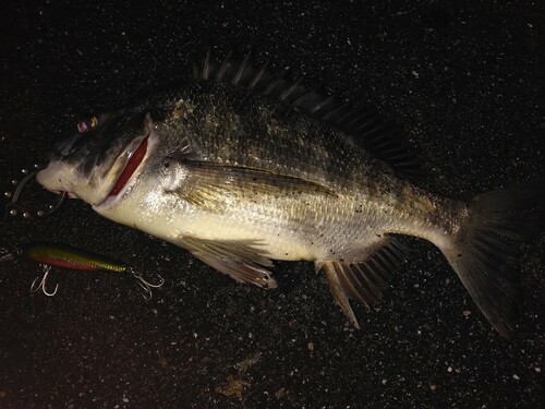 クロダイの釣果