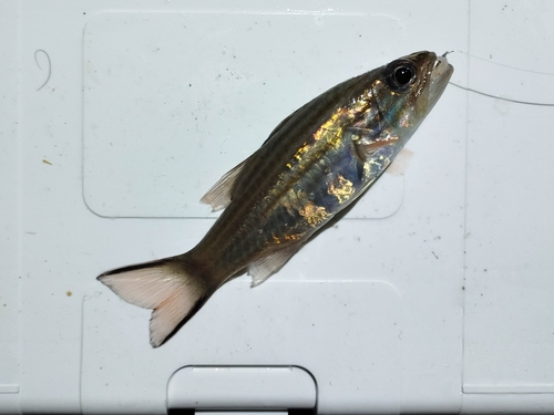 リュウキュウヤライイシモチの釣果