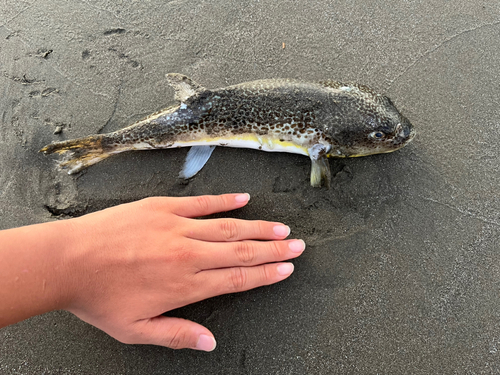 フグの釣果