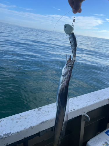 タチウオの釣果