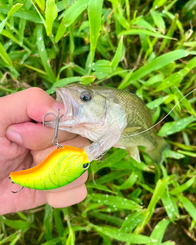 ブラックバスの釣果