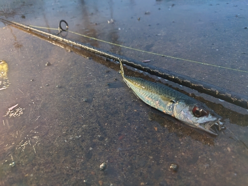 サバの釣果