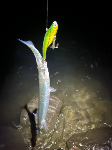 ダツの釣果