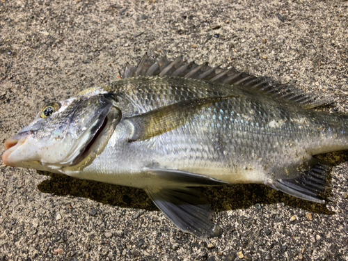 チヌの釣果