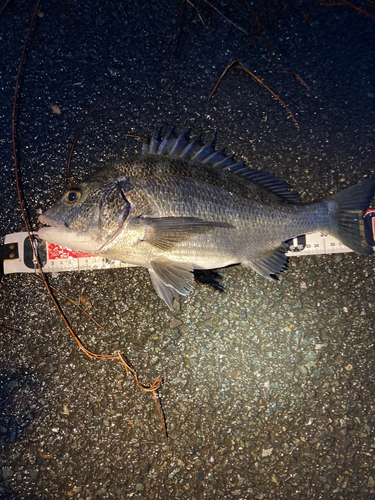 クロダイの釣果