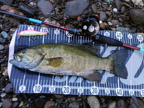 スモールマウスバスの釣果