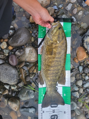 スモールマウスバスの釣果