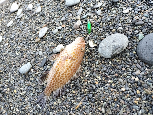 オオモンハタの釣果