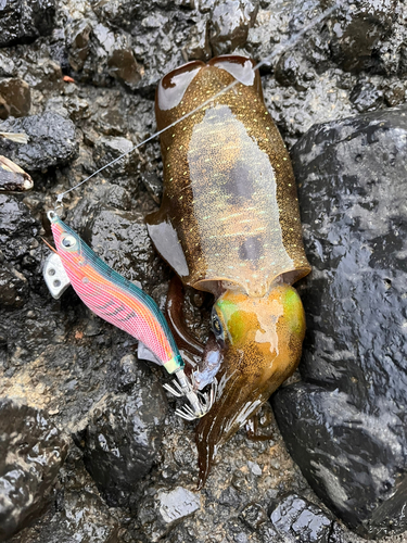 アオリイカの釣果